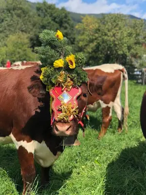 Tiere im Ferienhaus oder in der Nähe