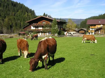 Tiere in diesem Bauernhof oder in der Nähe