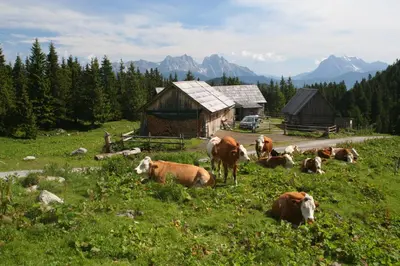 Tiere im Ferienhaus oder in der Nähe