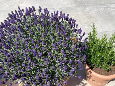 Ein Garten an der Unterkunft BergLeben