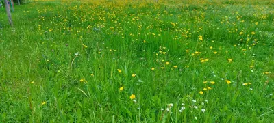Ein Garten an der Unterkunft Ferienwohnung Seeberg mit Almfeeling