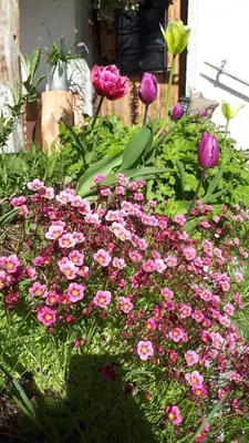 Ein Garten an der Unterkunft Heissgut