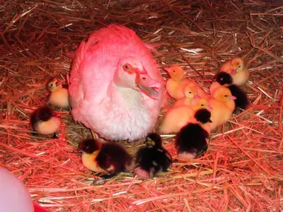 Tiere in der Ferienwohnung oder in der Nähe