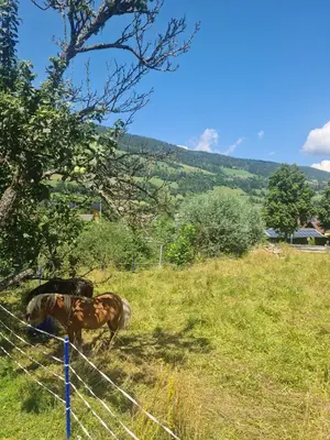 Tiere im Ferienhaus oder in der Nähe