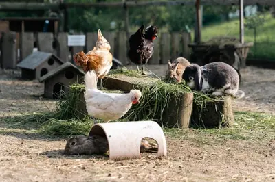 Tiere in der Ferienwohnung oder in der Nähe