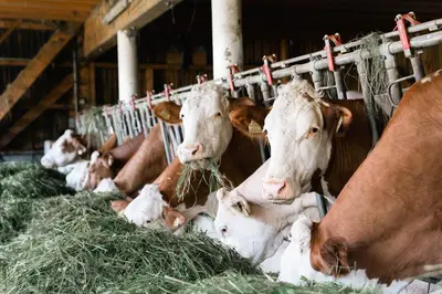 Tiere in der Ferienwohnung oder in der Nähe