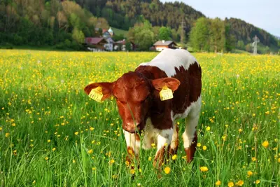 Tiere in der Ferienwohnung oder in der Nähe
