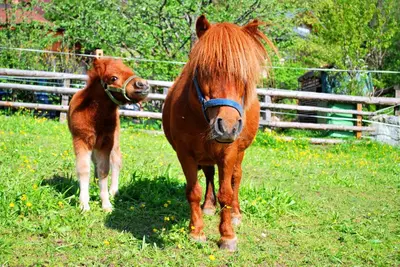 Tiere in der Ferienwohnung oder in der Nähe