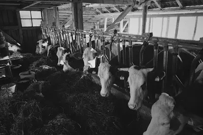 Tiere in diesem Bauernhof oder in der Nähe