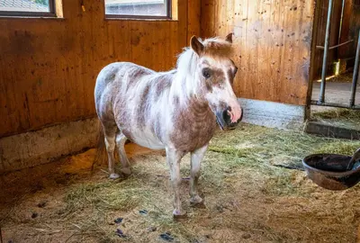 Tiere im Ferienhaus oder in der Nähe