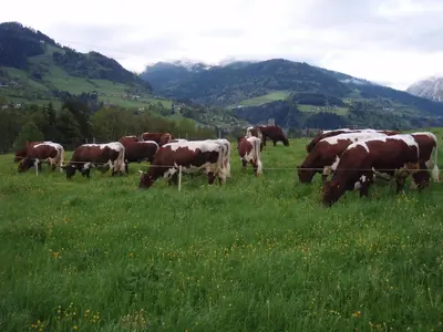 Tiere in der Ferienwohnung oder in der Nähe