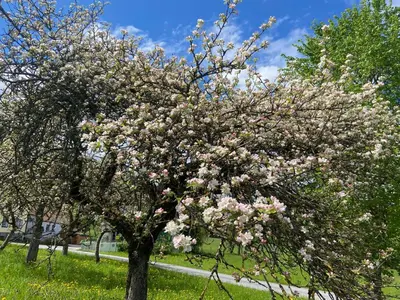 Ein Garten an der Unterkunft Chalet Kultique