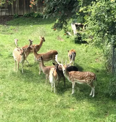 Tiere in der Ferienwohnung oder in der Nähe