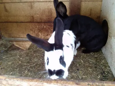 Tiere in der Ferienwohnung oder in der Nähe