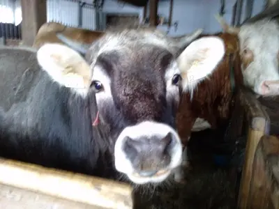 Tiere in der Ferienwohnung oder in der Nähe