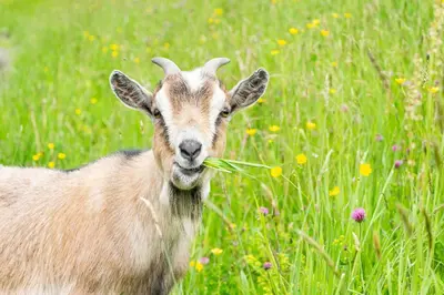 Tiere in der Ferienwohnung oder in der Nähe