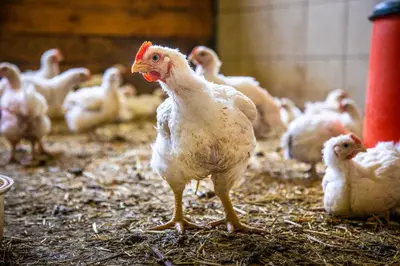Tiere im Ferienhaus oder in der Nähe