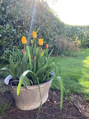 Ein Garten an der Unterkunft 