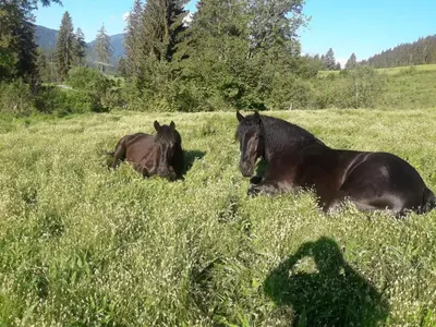 Tiere in der Ferienwohnung oder in der Nähe