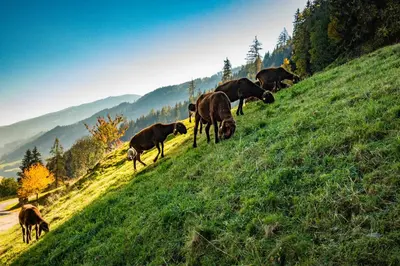 Tiere im Ferienhaus oder in der Nähe