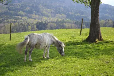 Tiere in der Ferienwohnung oder in der Nähe