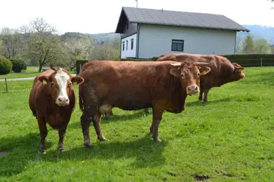 Tiere in der Ferienwohnung oder in der Nähe