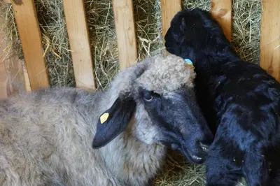 Tiere in der Ferienwohnung oder in der Nähe