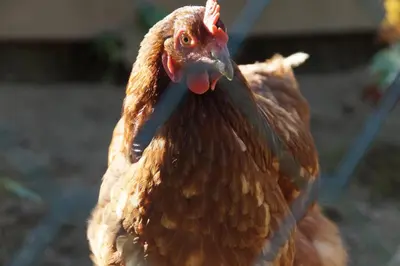 Tiere in der Ferienwohnung oder in der Nähe