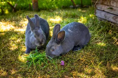 Tiere in der Ferienwohnung oder in der Nähe