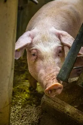 Tiere in der Ferienwohnung oder in der Nähe