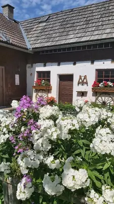 Ein Garten an der Unterkunft Ferienhaus SCHWEIZER Hof