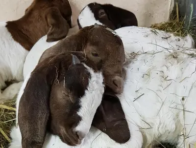 Tiere im Bed & Breakfast oder in der Nähe