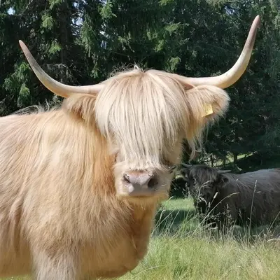 Tiere im Ferienhaus oder in der Nähe