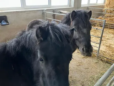 Tiere in der Ferienwohnung oder in der Nähe