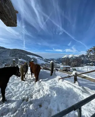 Tiere im Ferienhaus oder in der Nähe