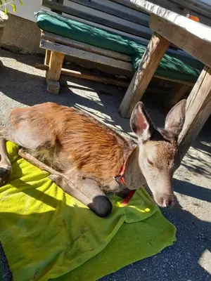 Tiere in der Ferienwohnung oder in der Nähe