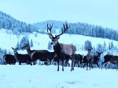 Tiere in der Ferienwohnung oder in der Nähe