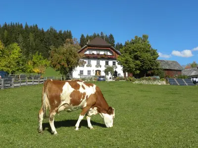 Tiere in der Ferienwohnung oder in der Nähe