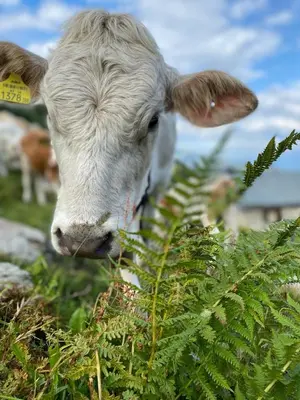 Tiere in der Ferienwohnung oder in der Nähe