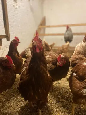Tiere in der Ferienwohnung oder in der Nähe