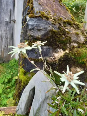 Ein Garten an der Unterkunft Apartment Schönwetter