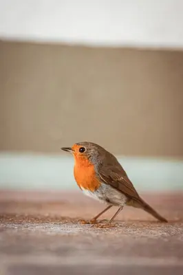 Tiere in der Ferienwohnung oder in der Nähe