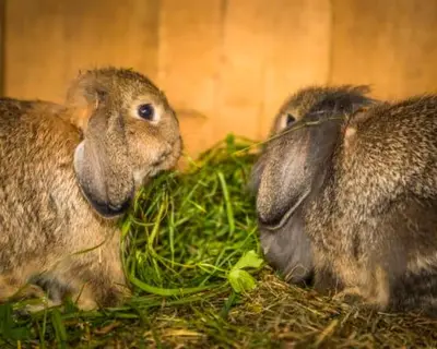 Tiere in der Ferienwohnung oder in der Nähe